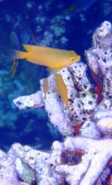 スリン島シュノーケルツアーで