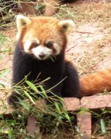成都パンダ基地のレッサーパンダ