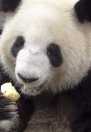 リンゴを食べるパンダ