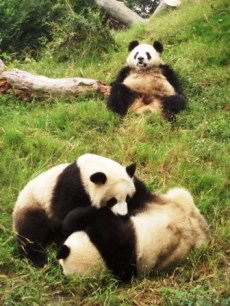 成都　パンダ園