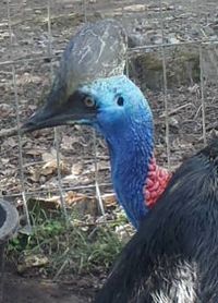 ヒクイドリ Cassowary