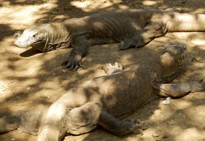 リンチャ島のコモドドラゴン