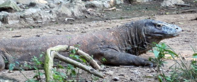 コモド島のコモドドラゴン