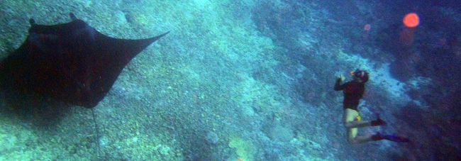 コモド島タカマカサル　マンタベイ