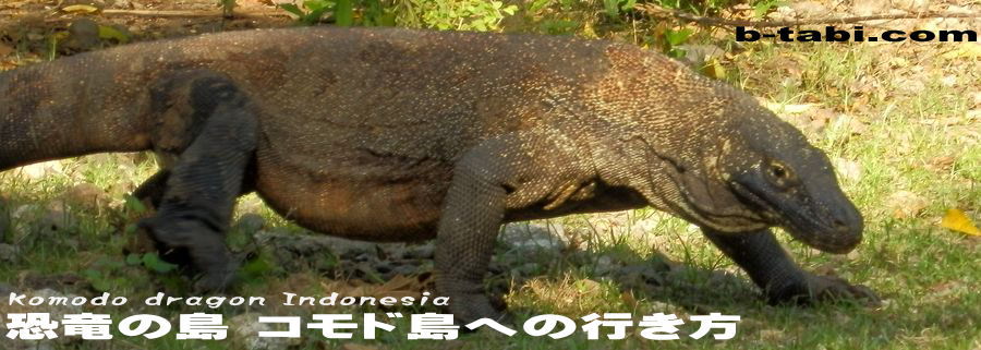 恐竜の島　コモド島への行き方