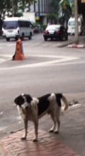 海外野良犬物語