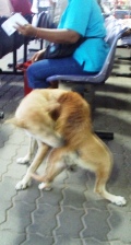海外野良犬物語