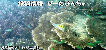 投稿情報　びーたびんちゅ